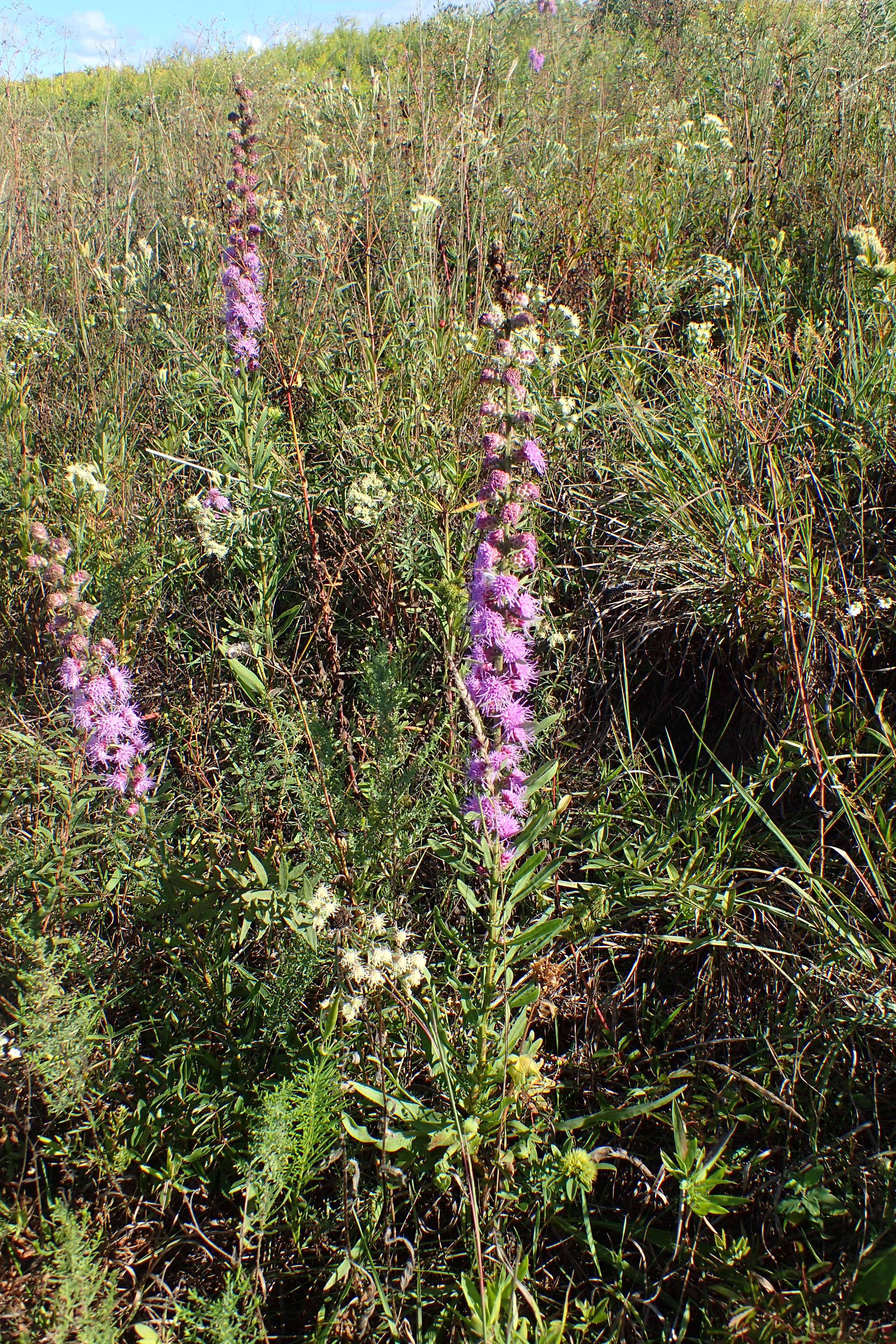 Слика од Liatris aspera Michx.