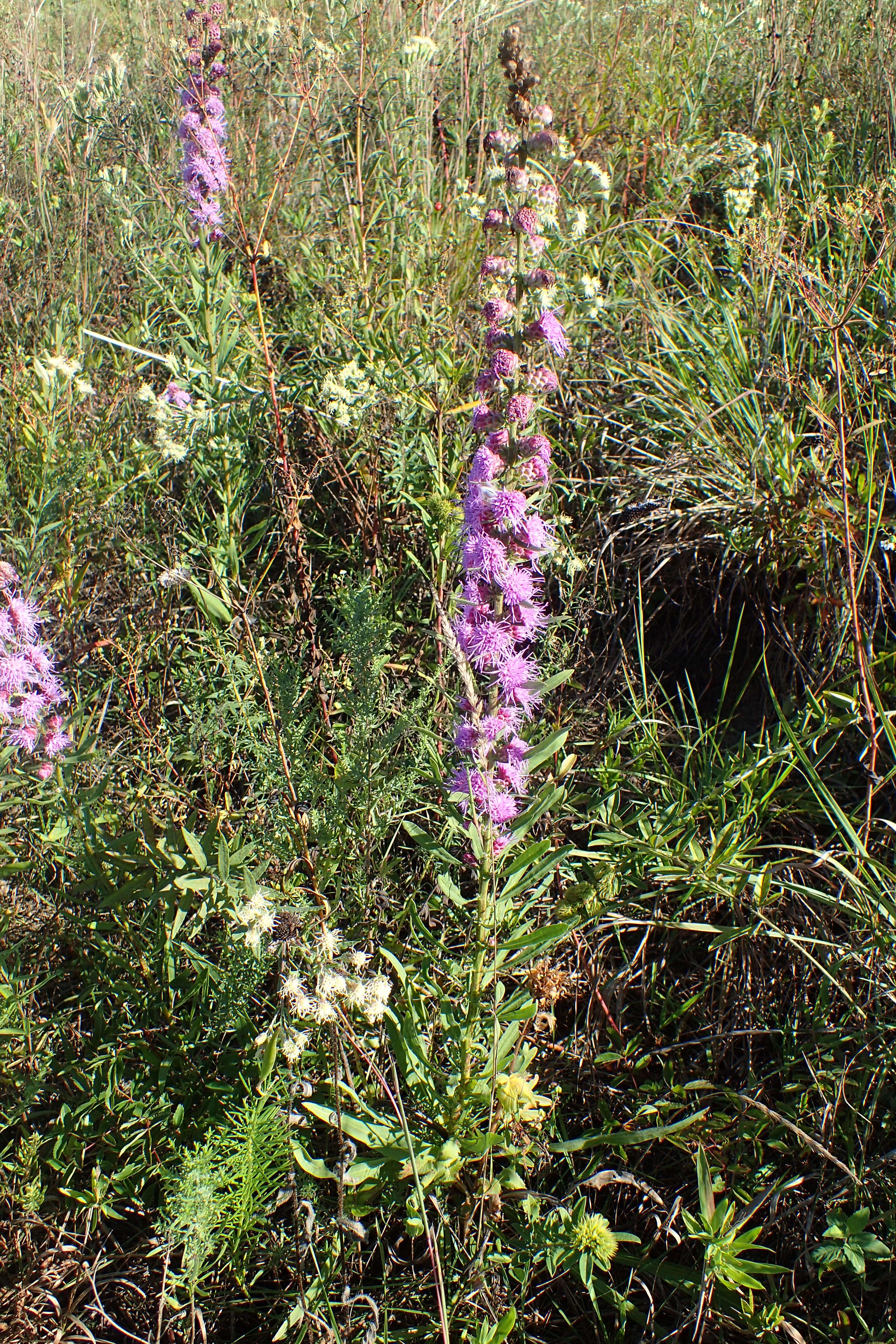 Imagem de Liatris aspera Michx.