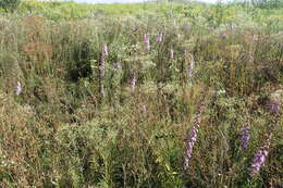 Слика од Liatris aspera Michx.