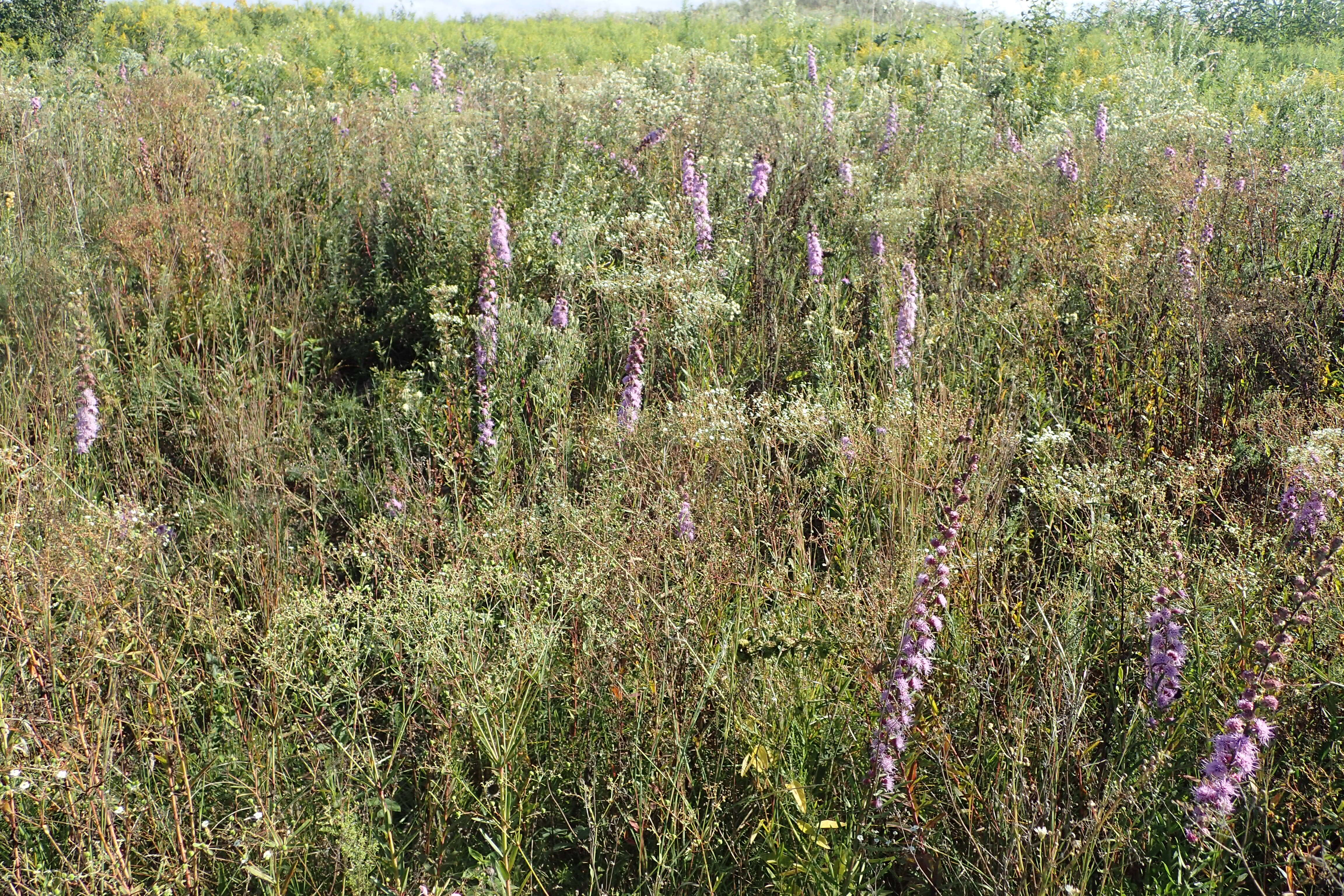 Слика од Liatris aspera Michx.