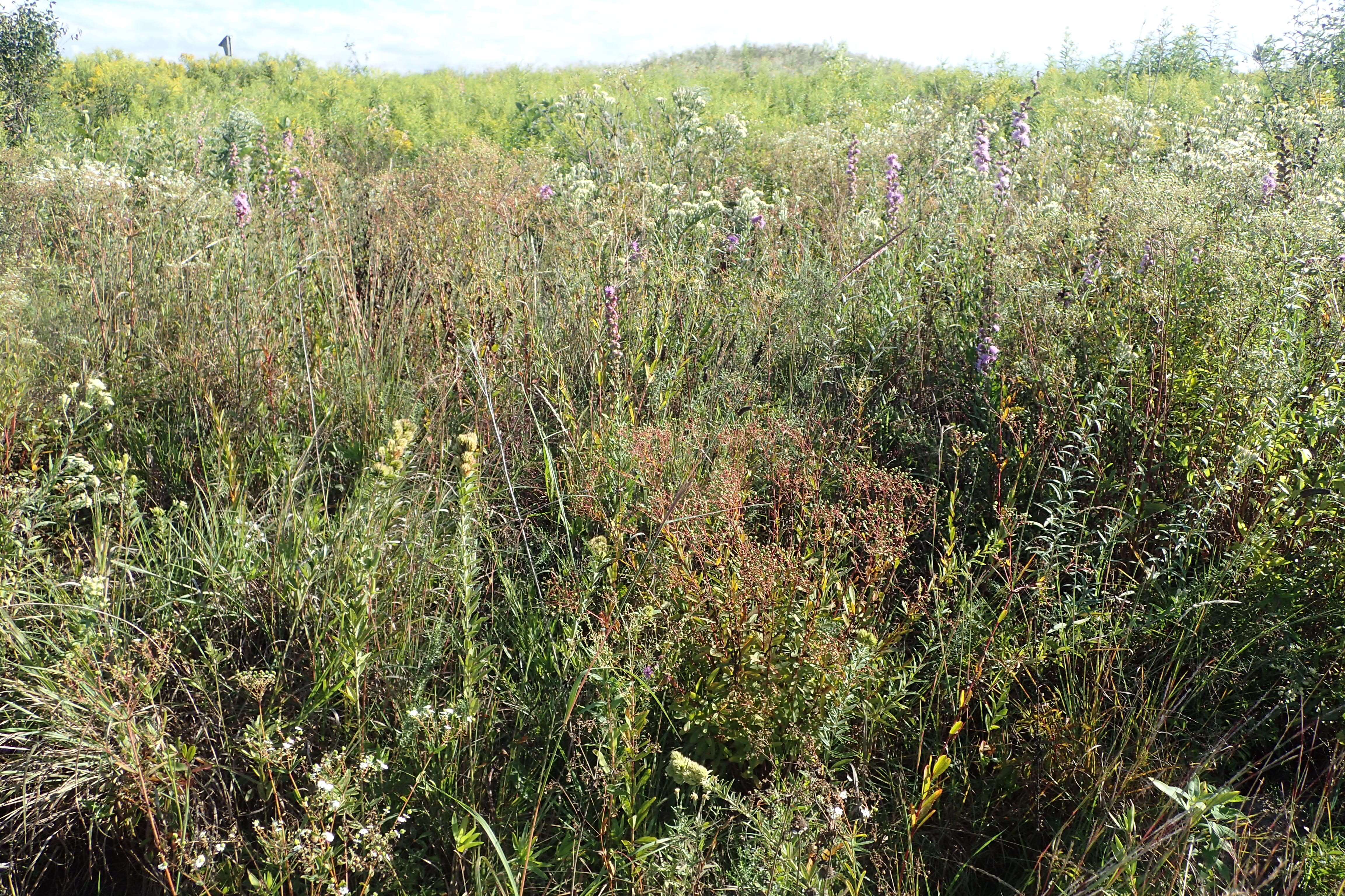 Слика од Liatris aspera Michx.