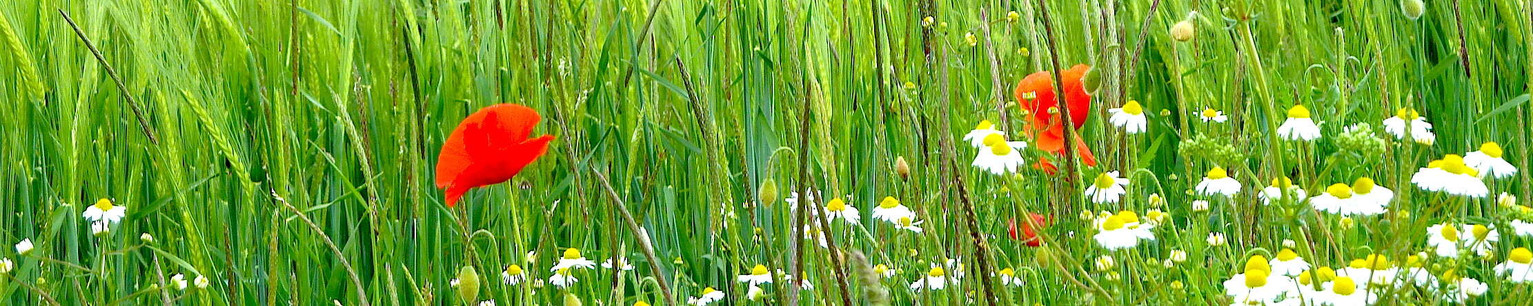 Image of corn poppy