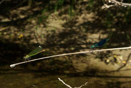 Image of Western Demoiselle