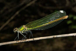 Image of Western Demoiselle