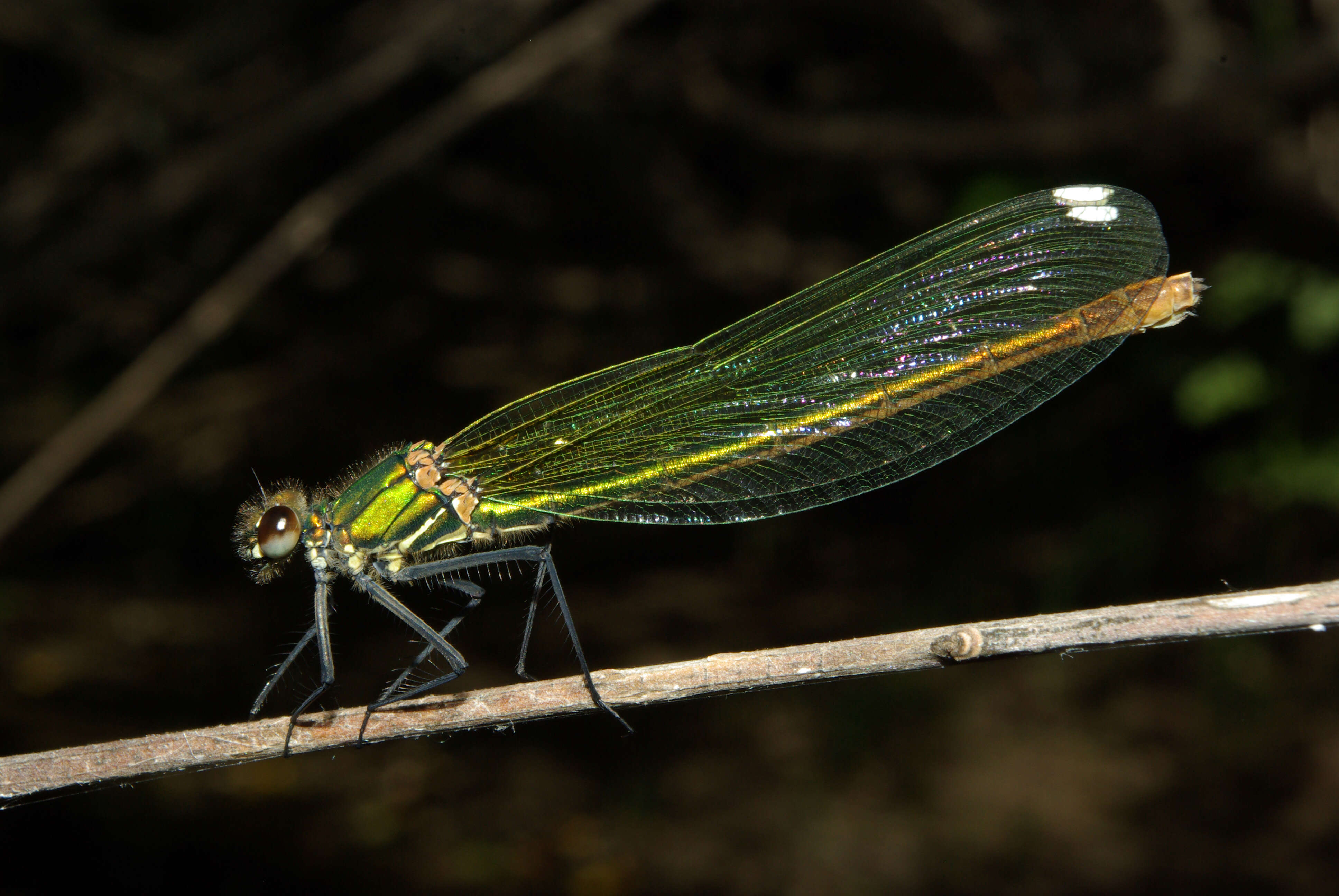 Image of Western Demoiselle