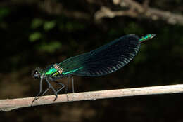 Image of Western Demoiselle