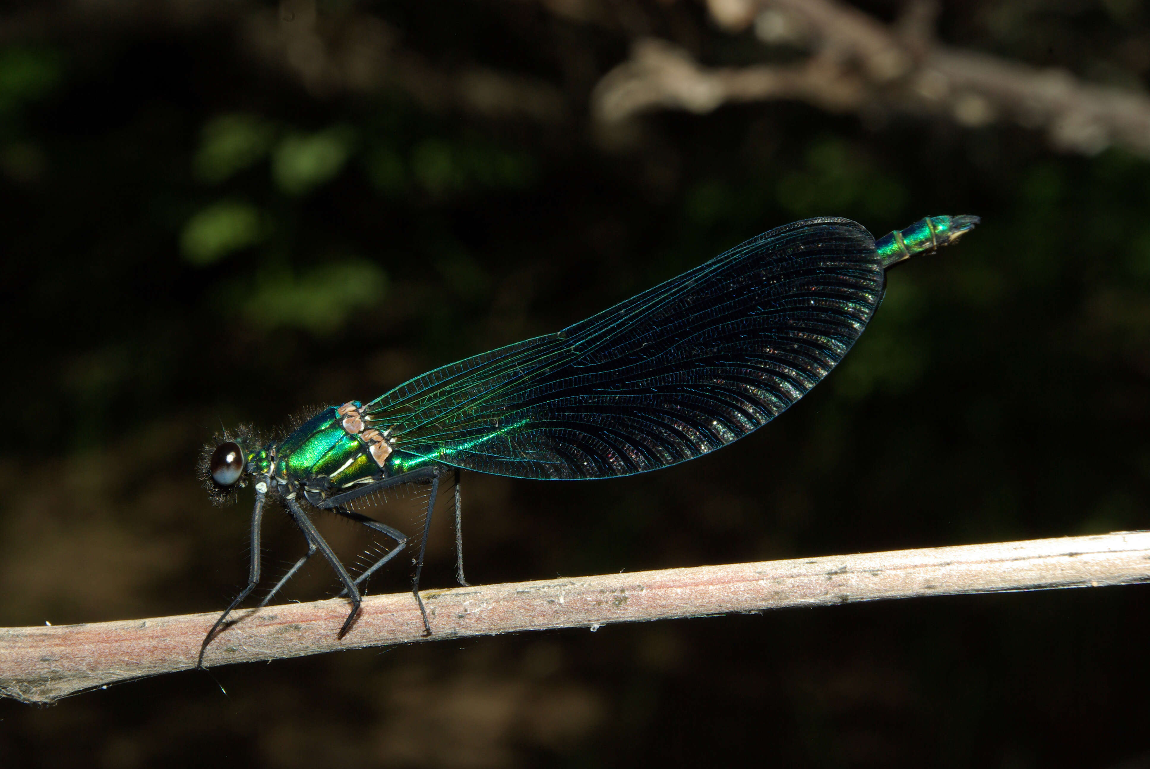 Image of Western Demoiselle