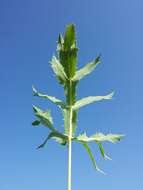 Eryngium campestre L. resmi