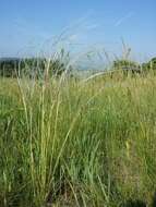 Image of European feather grass