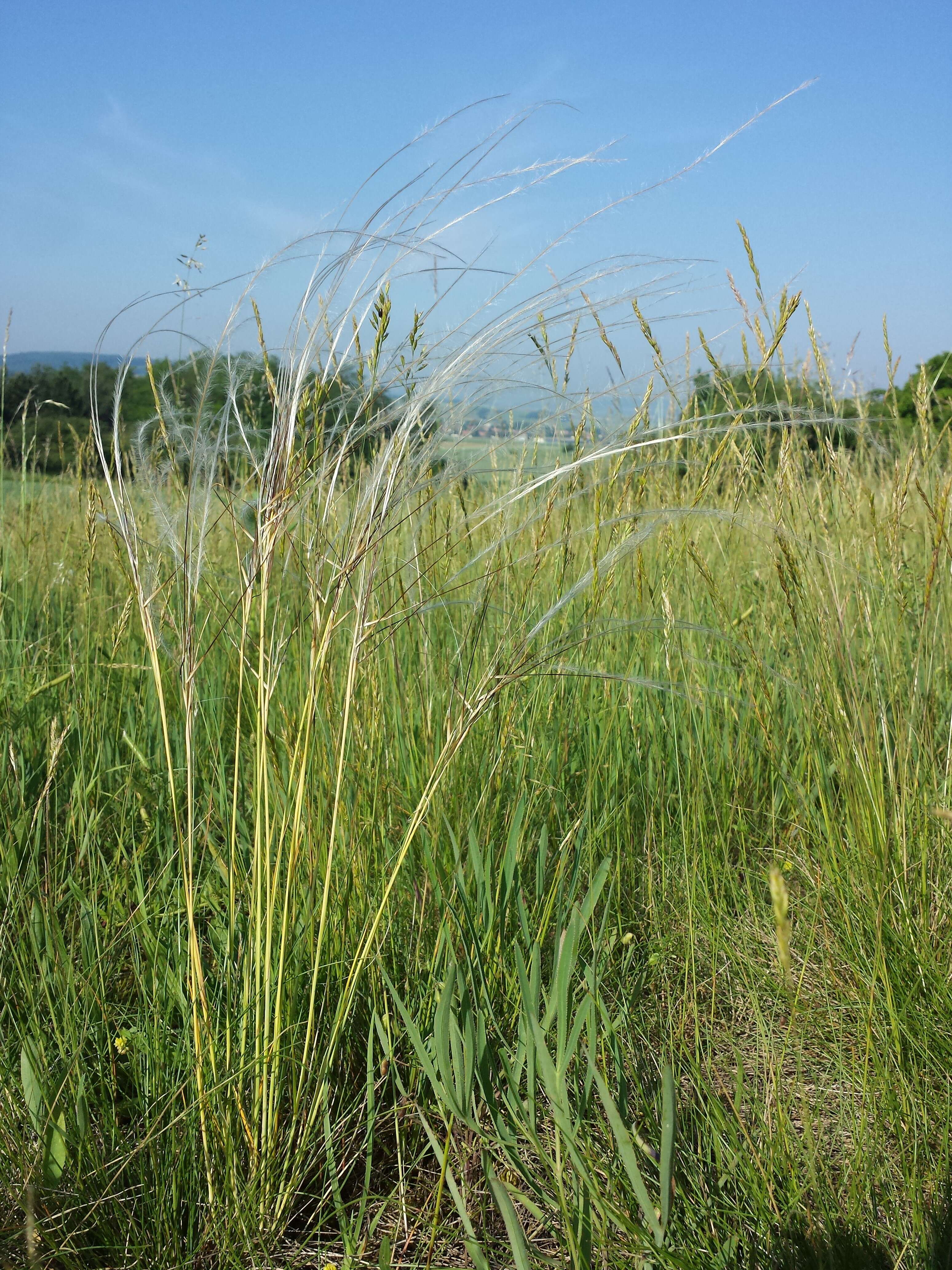 Image of European feather grass