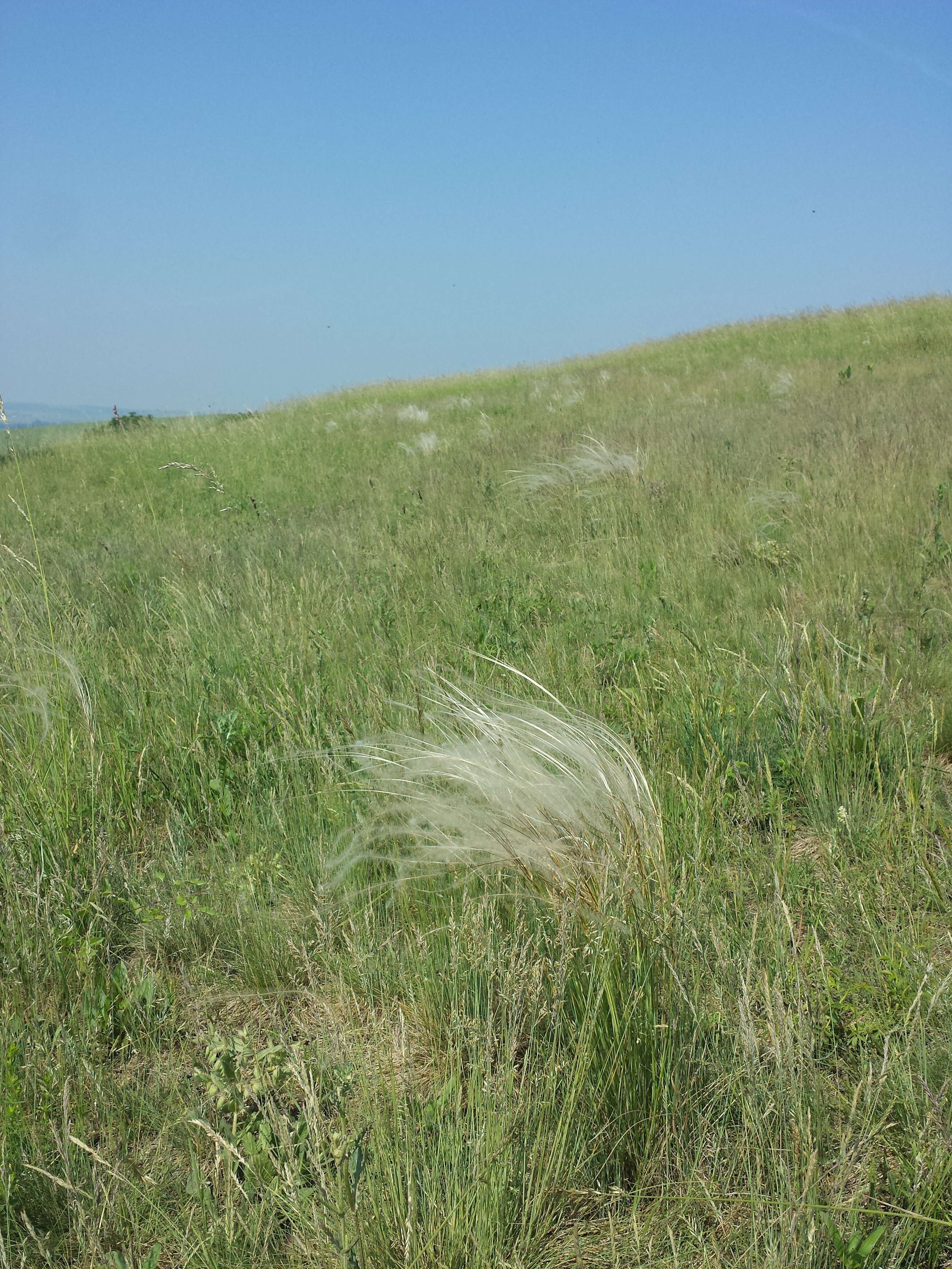 Image of European feather grass