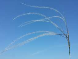 Image of European feather grass