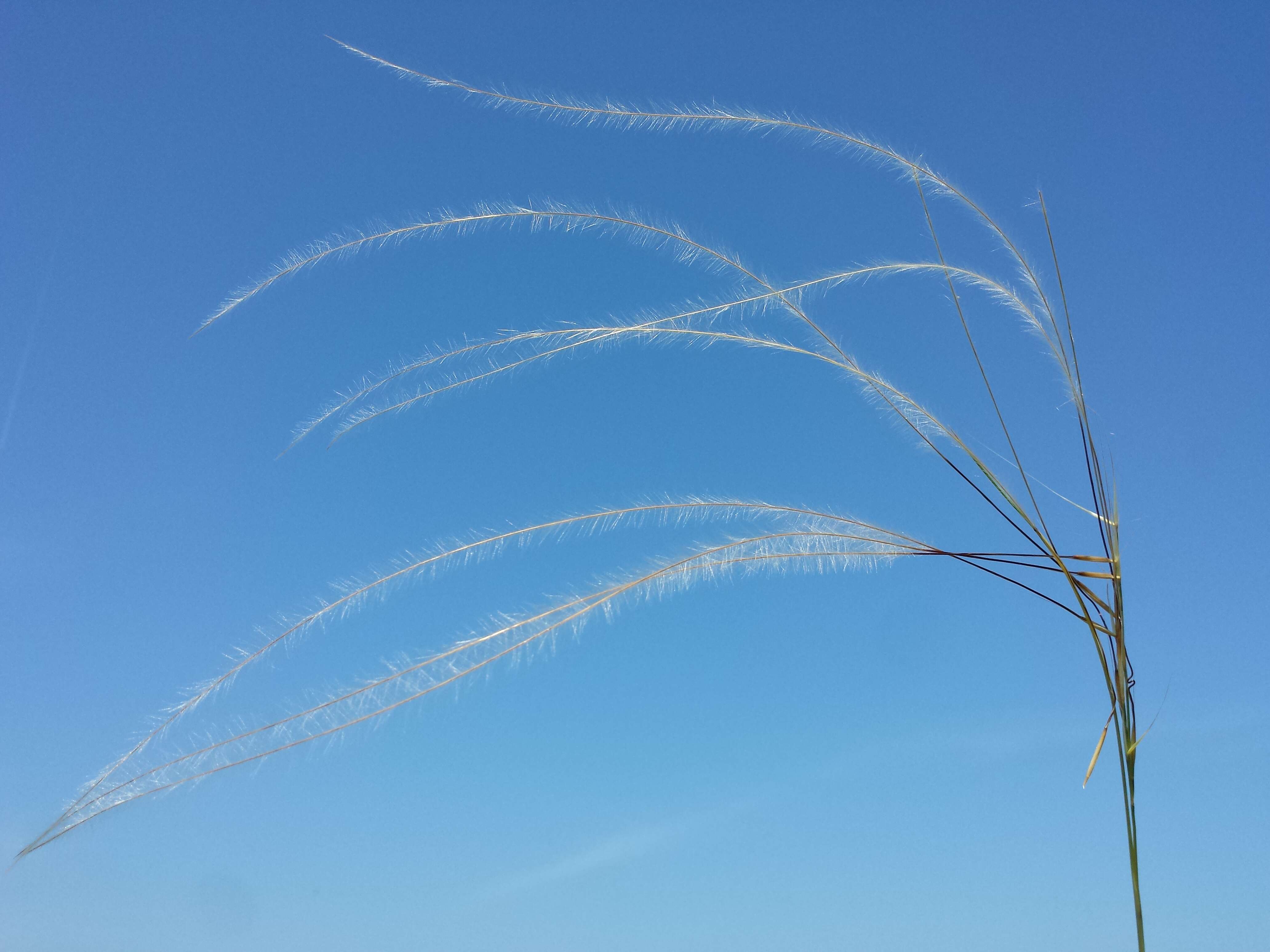 Image of European feather grass