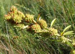 Lespedeza capitata Michx. resmi