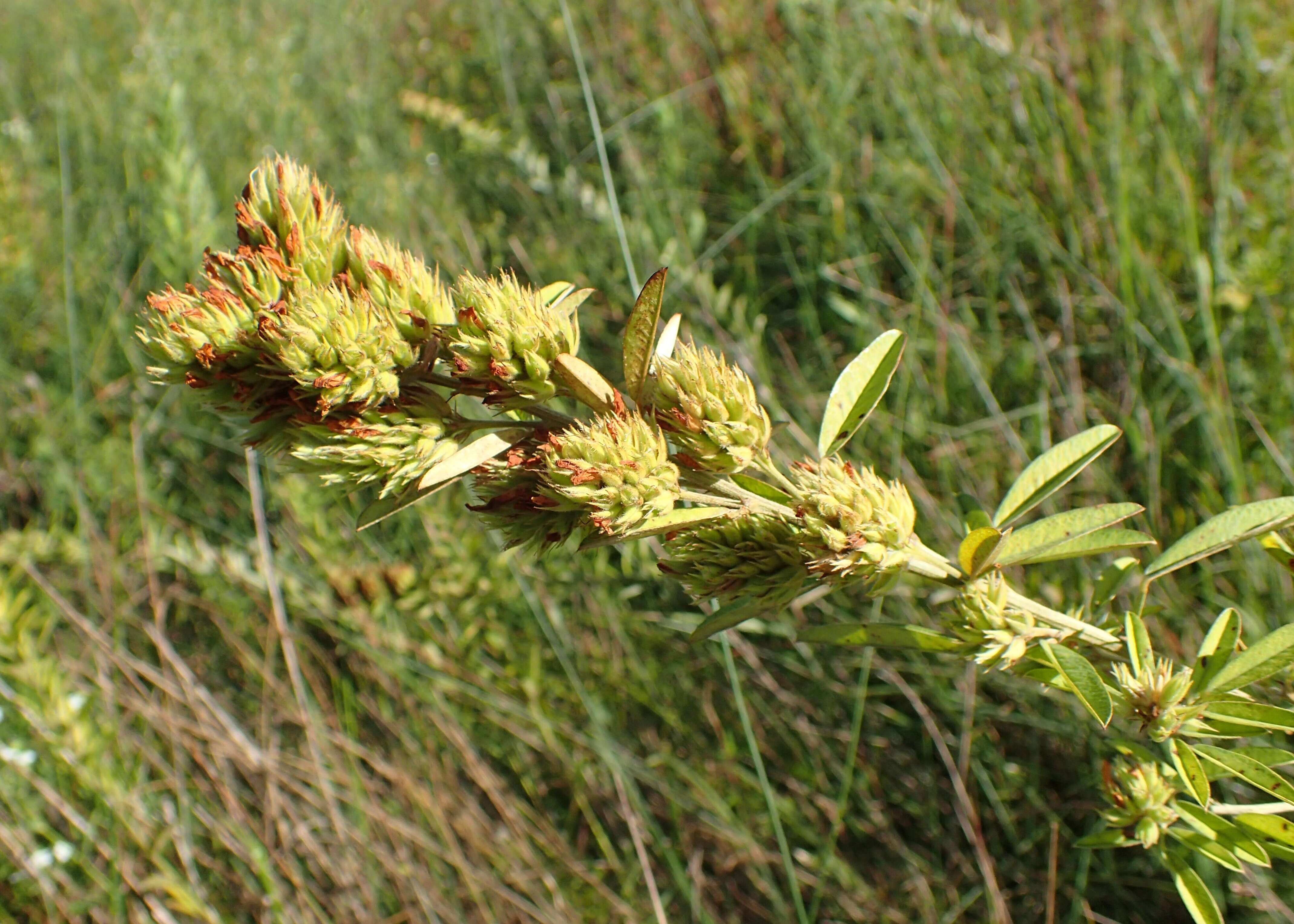 Lespedeza capitata Michx. resmi