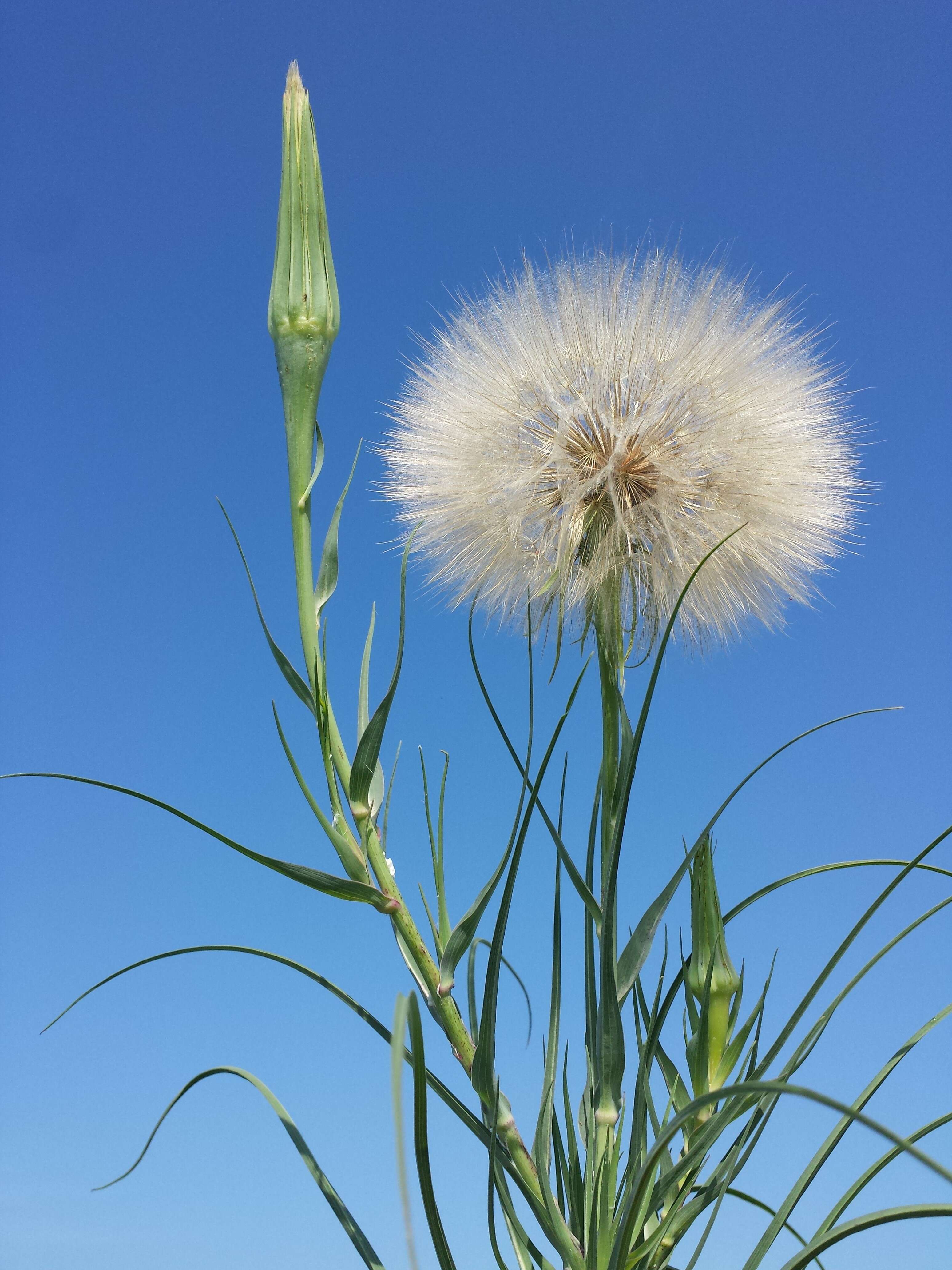 Image of yellow salsify