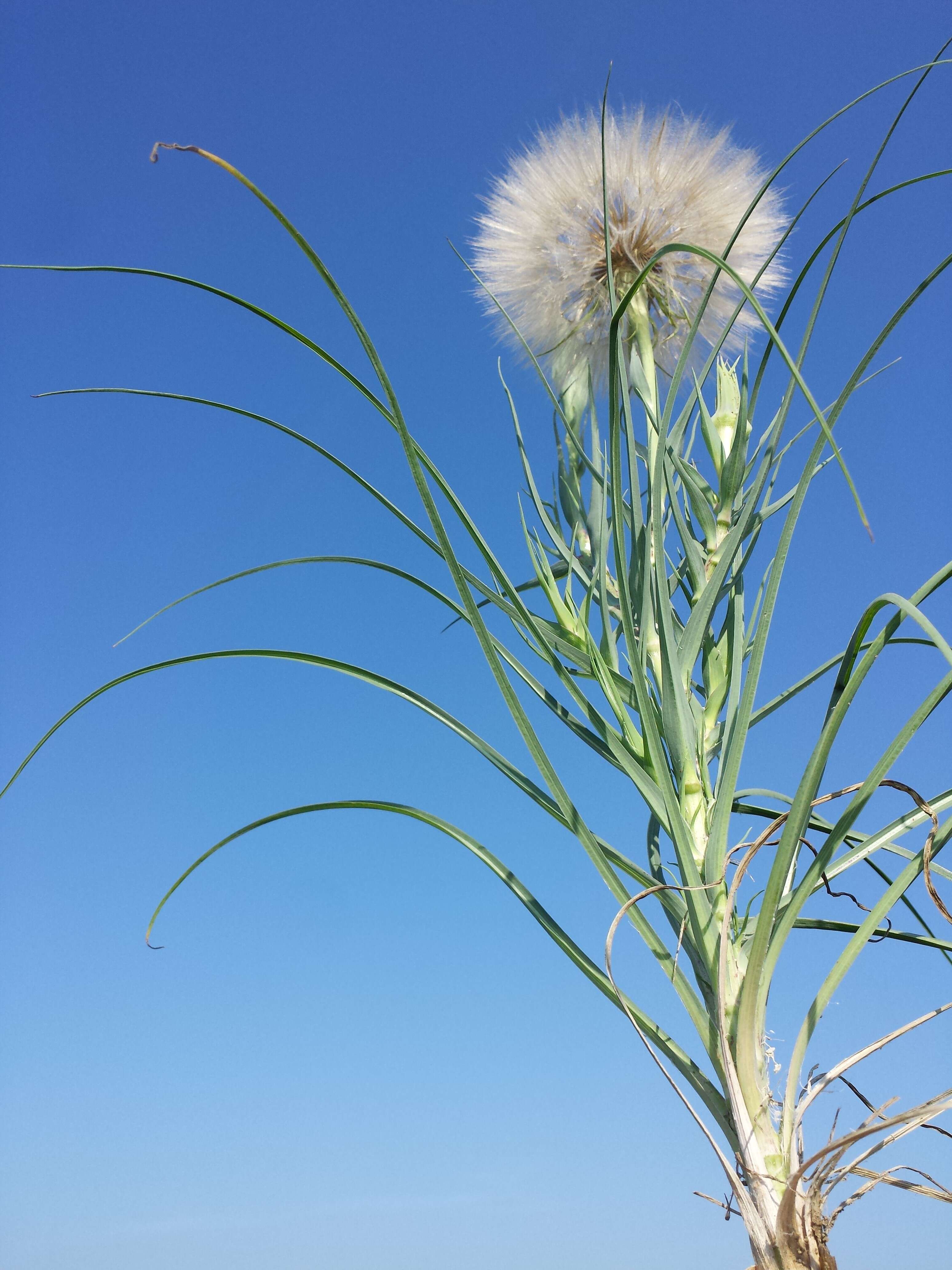 Image of yellow salsify