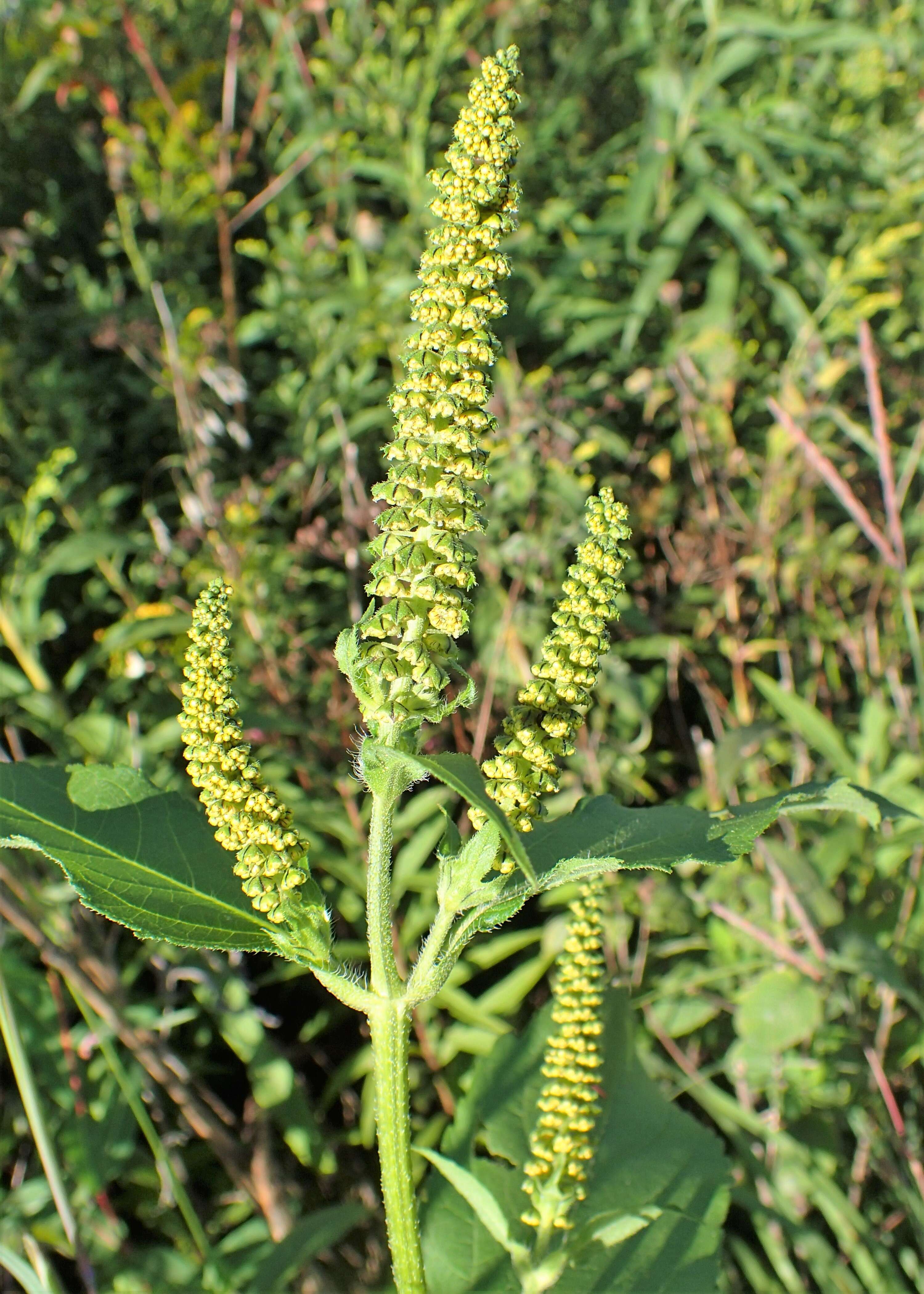 Image of great ragweed