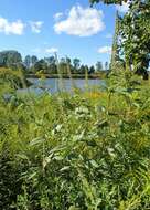 Image of great ragweed