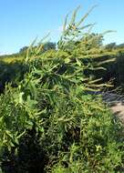 Image of great ragweed