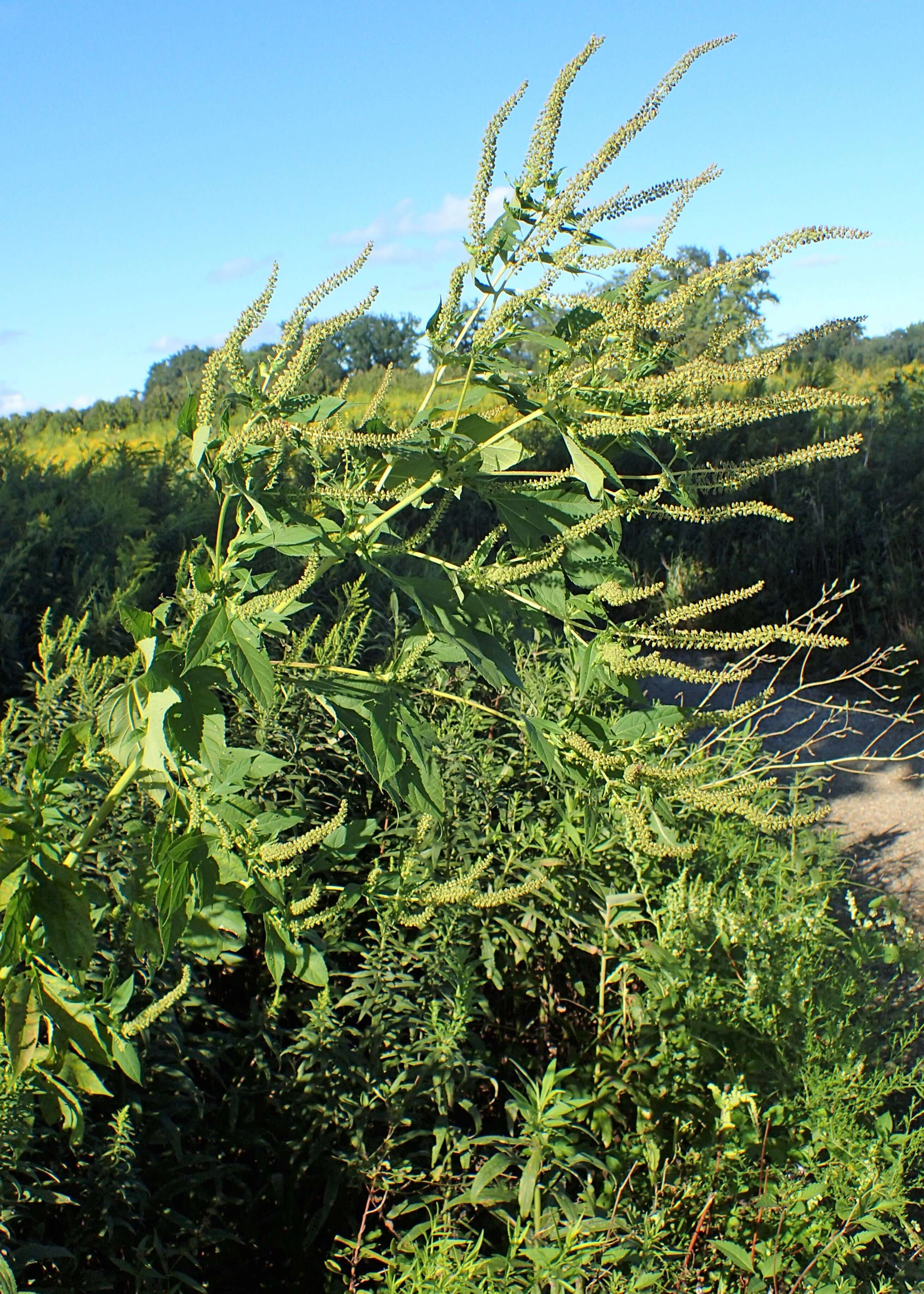 Image of great ragweed