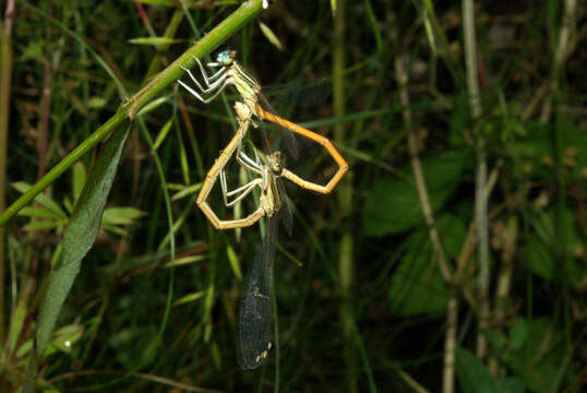 Imagem de Platycnemis acutipennis Selys 1841