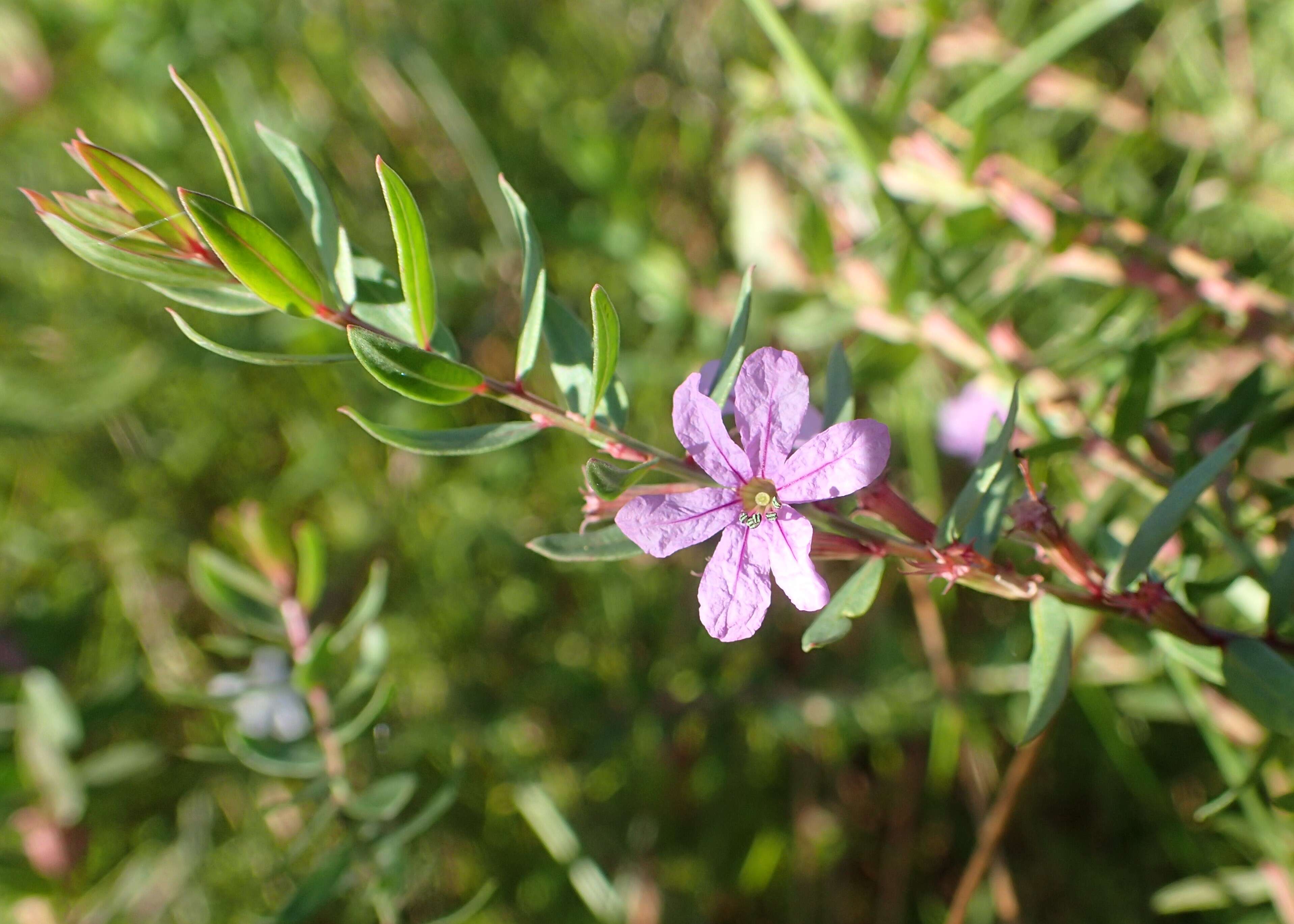 Imagem de Lythrum alatum Pursh