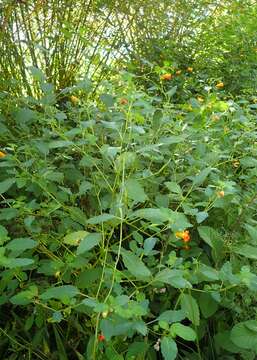 Image of jewelweed