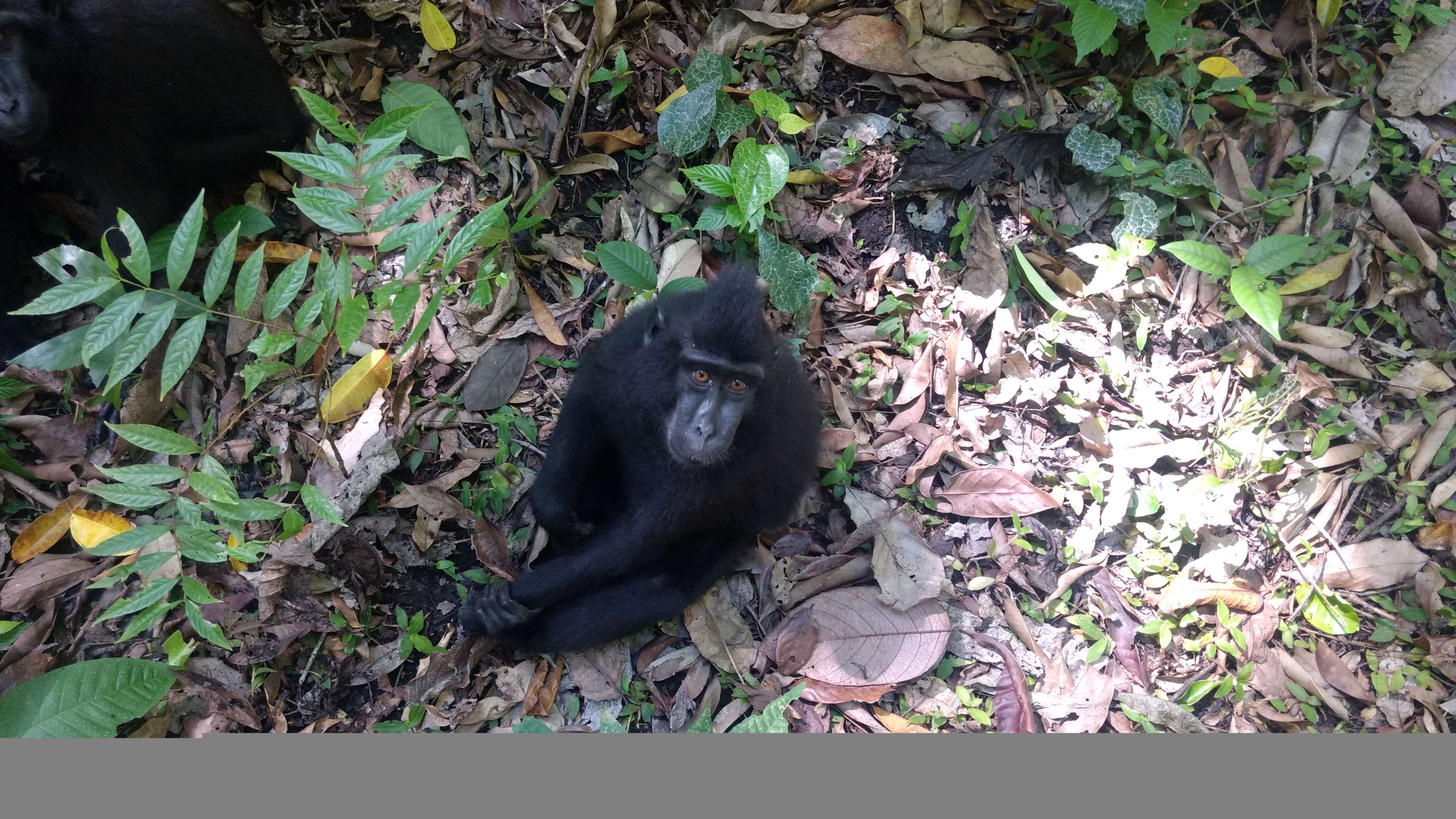 Image of Celebes crested macaque