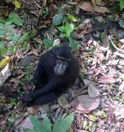 Image of Celebes crested macaque