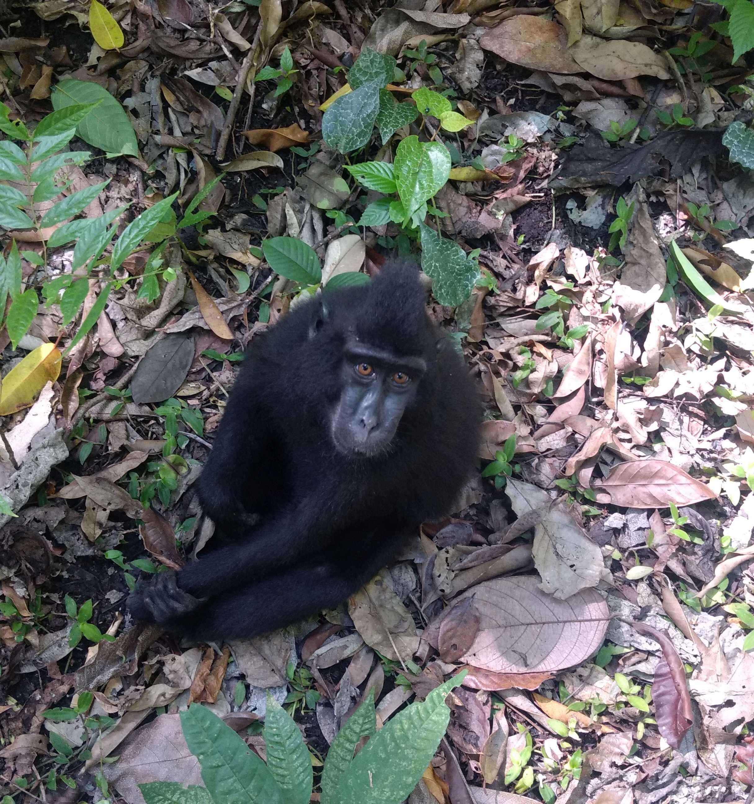 Image of Celebes crested macaque