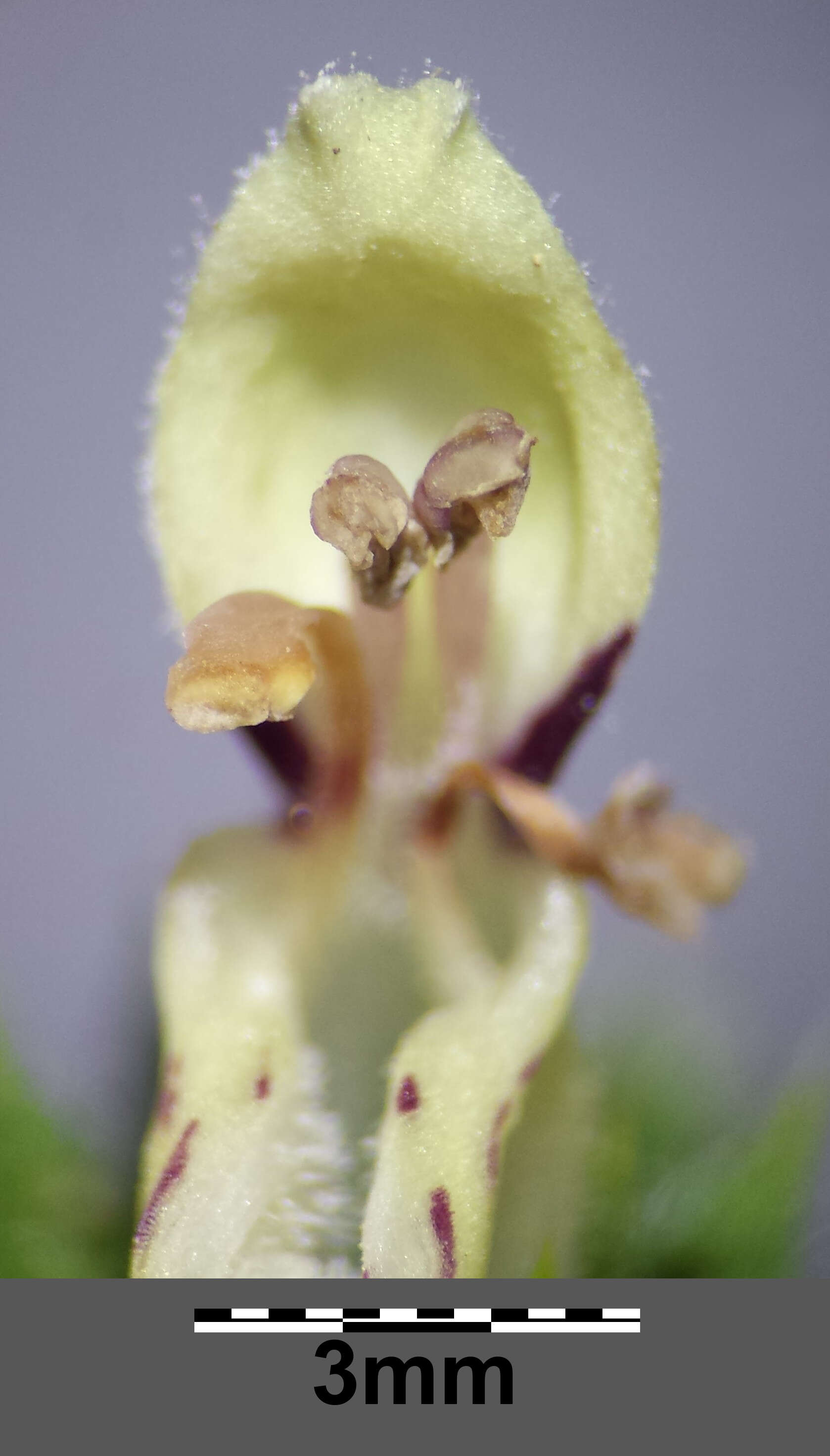 Image of stiff hedgenettle