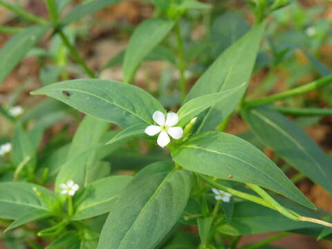 Image of Catharanthus pusillus (Murr.) G. Don