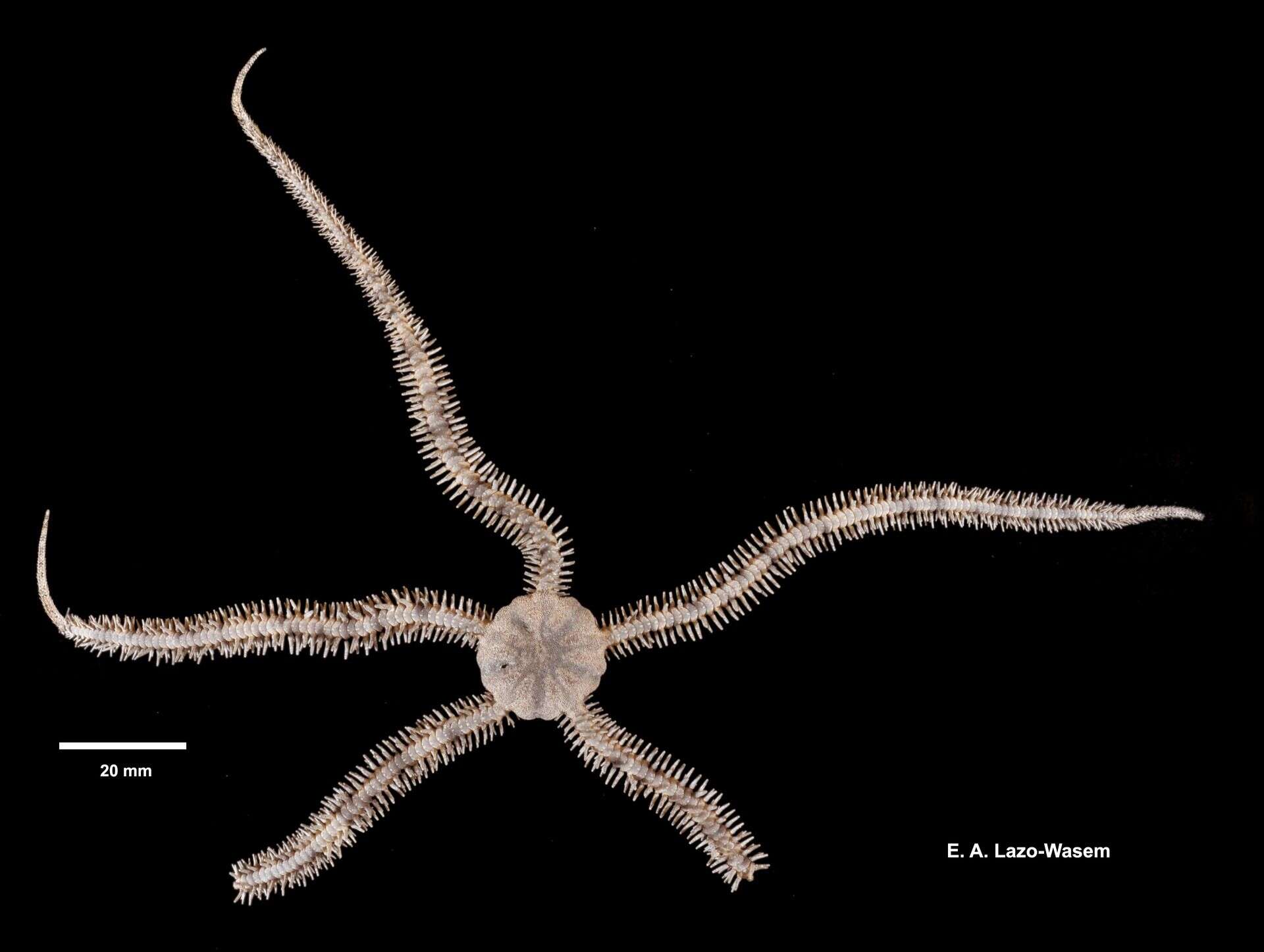 Image of Ophiocoma scolopendrina (Lamarck 1816)