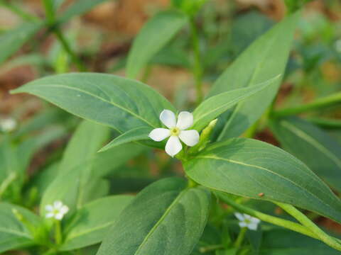 Catharanthus pusillus (Murr.) G. Don resmi