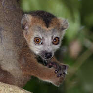 Image of Crowned Lemur