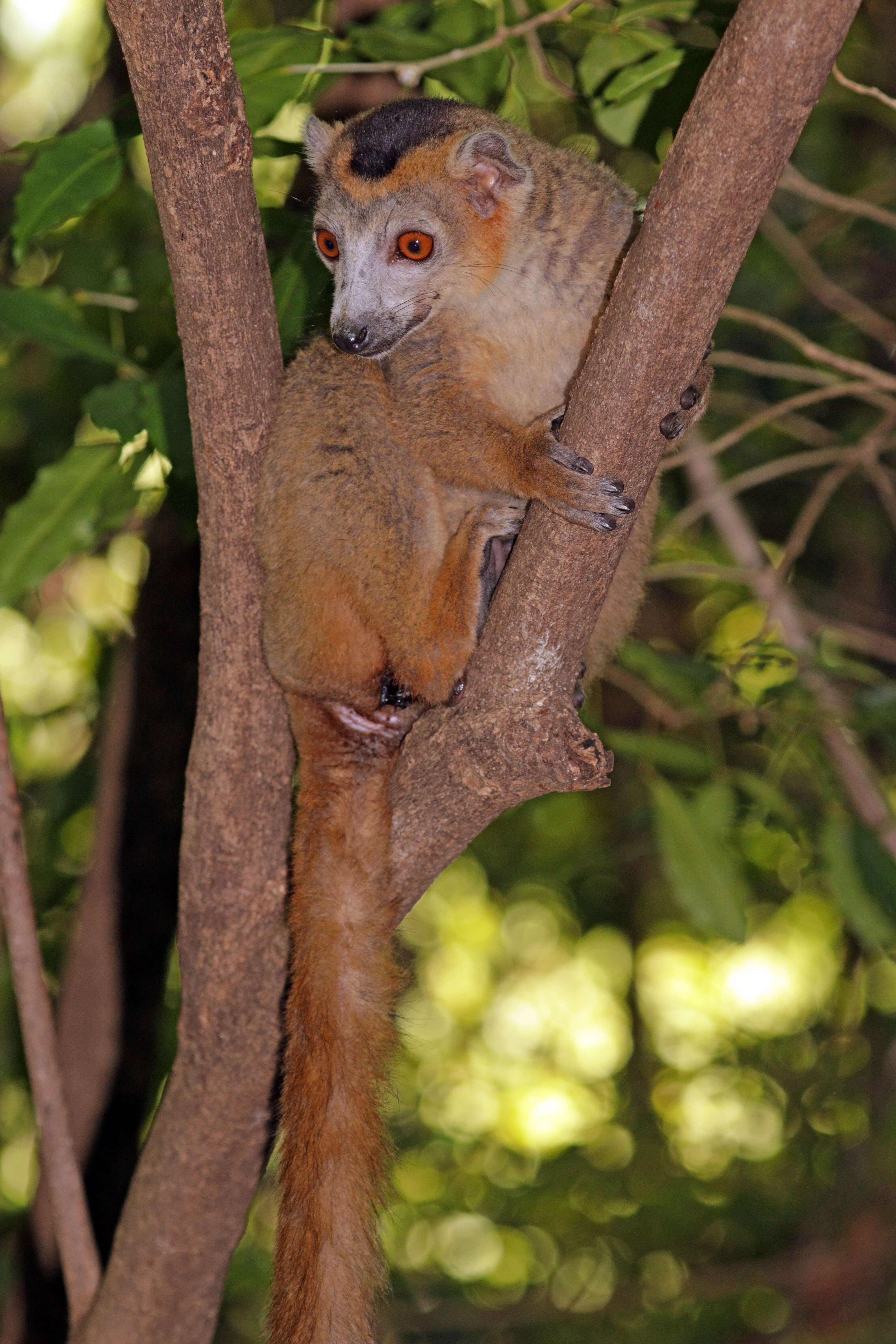 Image of Crowned Lemur