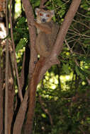 Image of Crowned Lemur