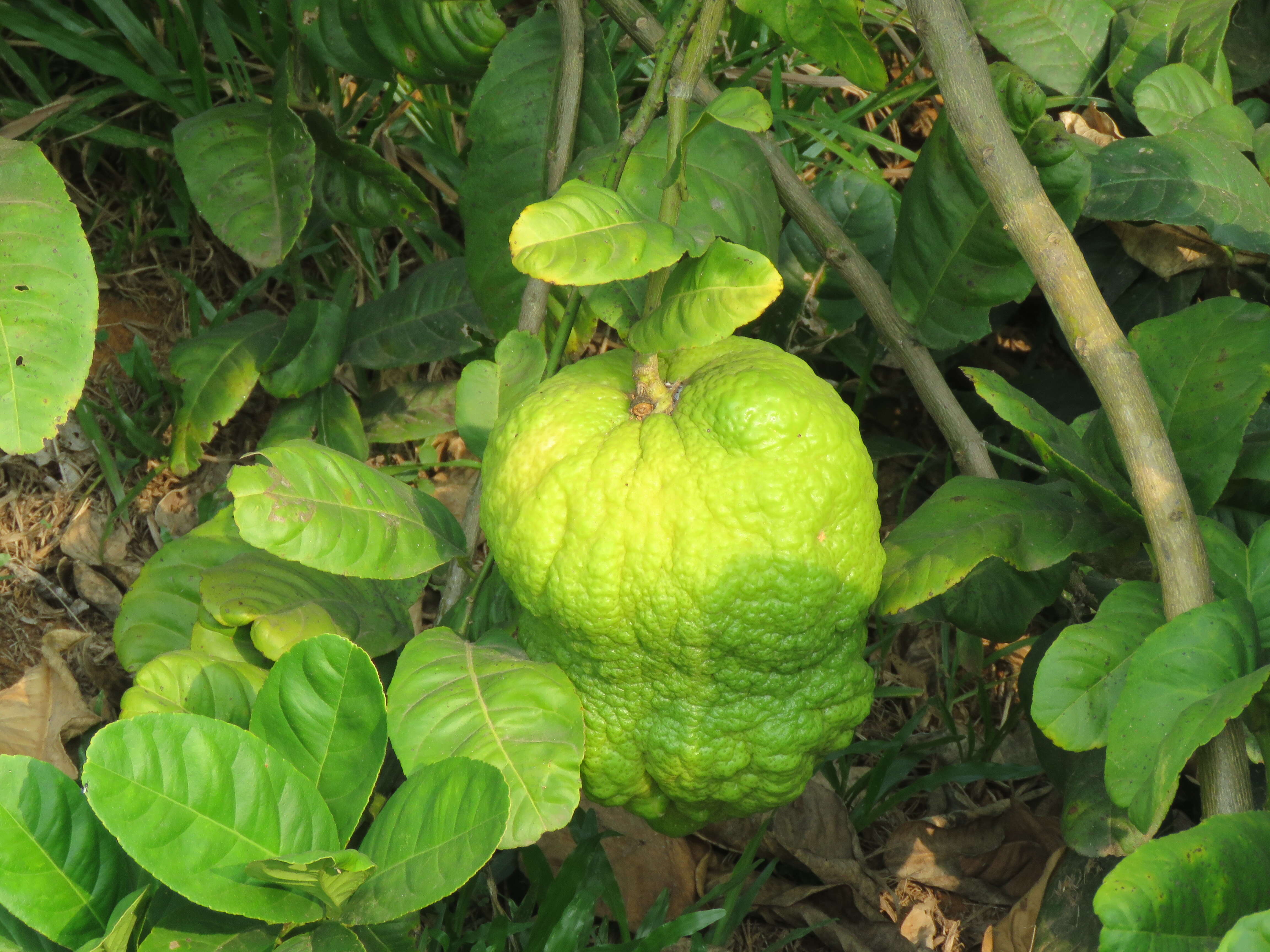 Image of citron