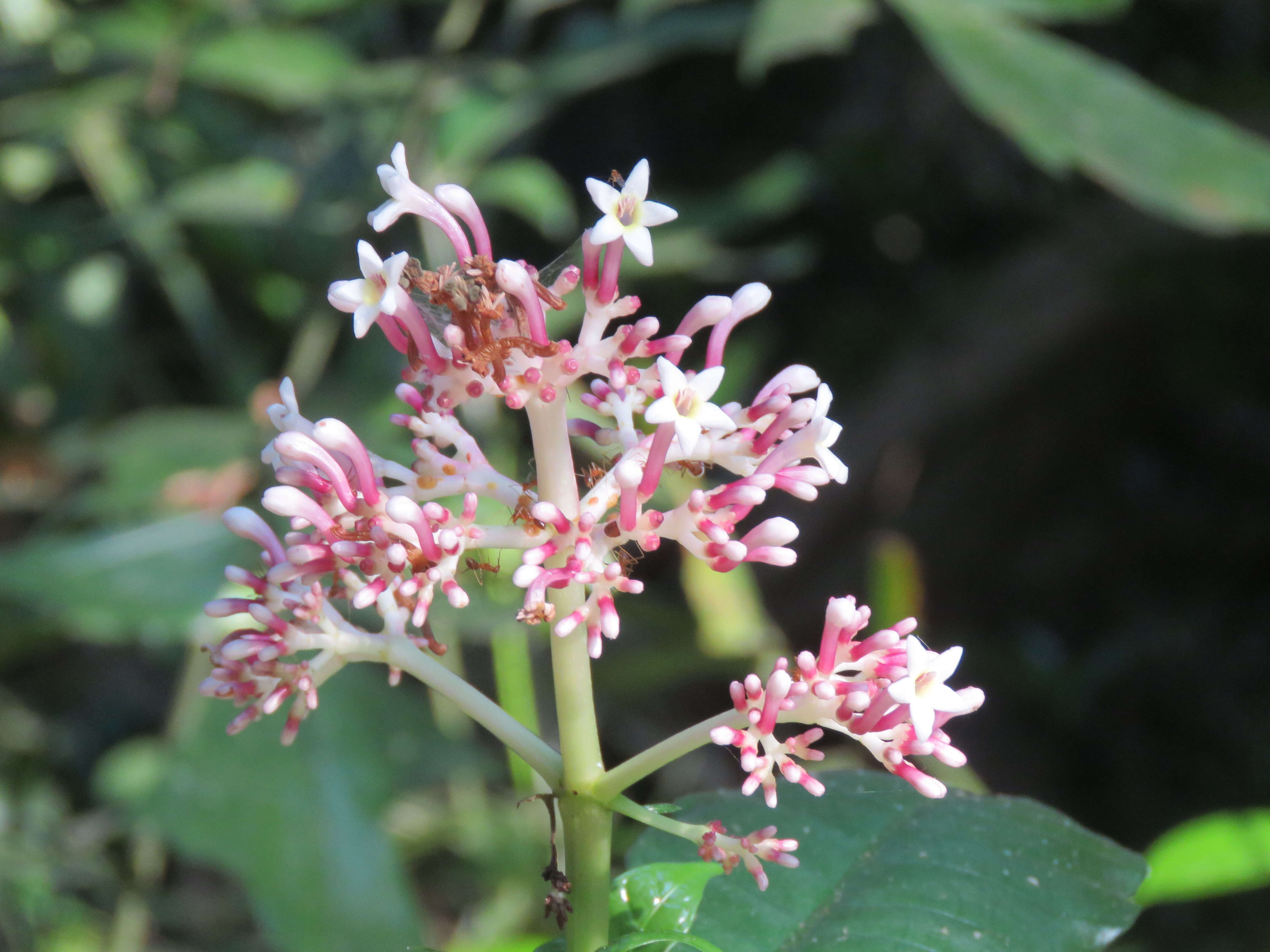 Imagem de Chassalia curviflora (Wall.) Thwaites