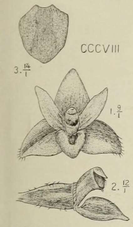 Image of Christmas Island urchin orchid
