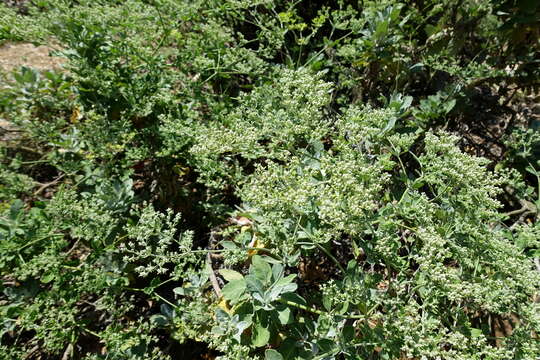 Imagem de Eriogonum giganteum S. Wats.