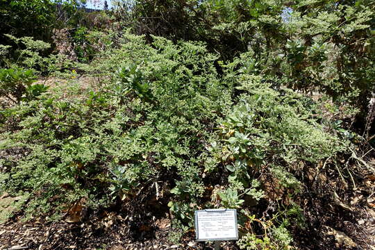 Imagem de Eriogonum giganteum S. Wats.