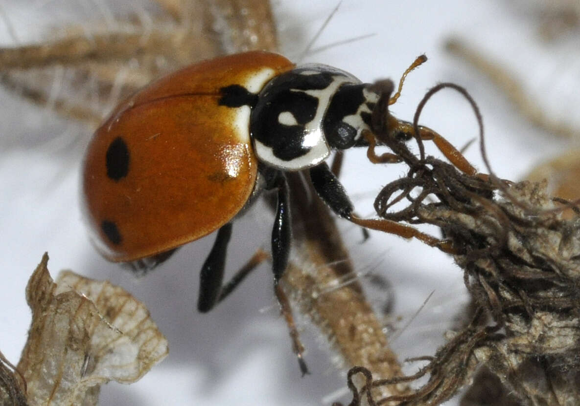 Image of Lady beetle