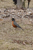 Image of American Robin