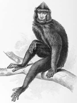 Image of Dumoga-bone Macaque