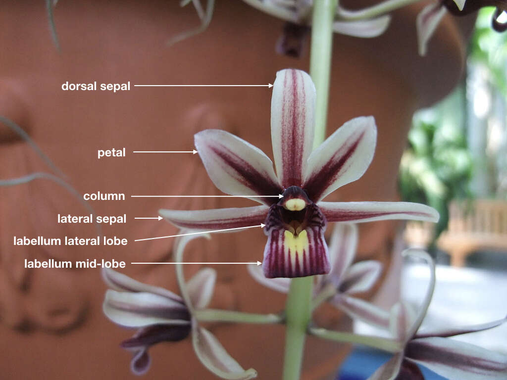 Imagem de Cymbidium aloifolium (L.) Sw.