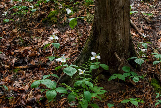 Image of trillium