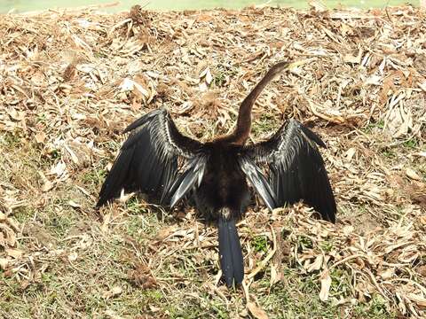 Image of Oriental Darter