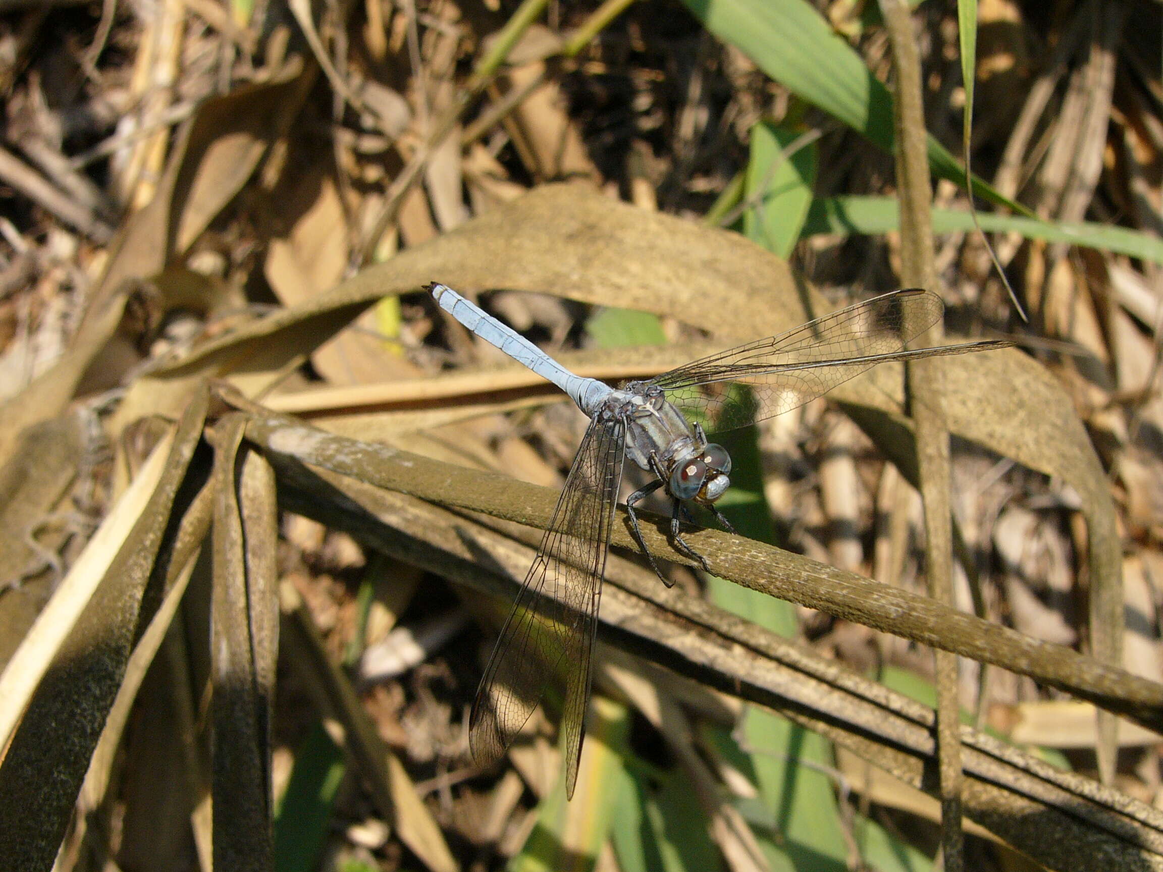 Image of Epaulet Skimmer